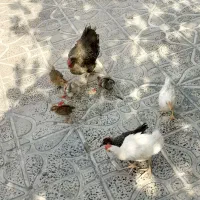 مرغ و جوجه