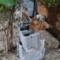 مرغ محلی اصیل