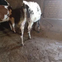 گوساله سیمیتال|حیوانات مزرعه|خاروانا, |دیوار