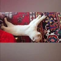 گربه پرشین اسکاتیش نر|گربه|تبریز, |دیوار