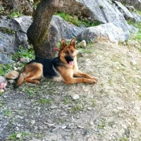 سگ ژرمن آموزش دیده