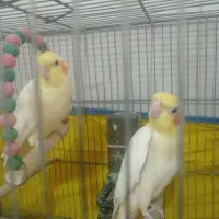 عروس هلندی|پرنده|قم, سرحوض|دیوار