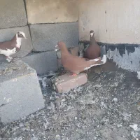 کبوتر|پرنده|میرجاوه, |دیوار