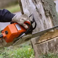 برش و هرس تخصصی درختان،خریدار چوب،فرم دهی درختان