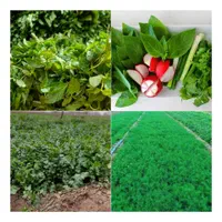 سبزی تازه و آماده مصرف برای شما