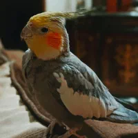 عروس هلندی با قفس