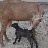 بز جوان و شیری|حیوانات مزرعه|جناح, |دیوار