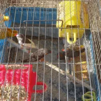 ۶ عدد پرنده فنچ|پرنده|ارومیه, |دیوار