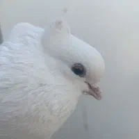 کبوتر نر