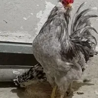 تخم مرغ گلین