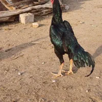 مرغ لاری اوشامو|حیوانات مزرعه|درگز, |دیوار