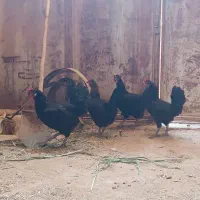 ۶ عدد مرغ تخمگذار
