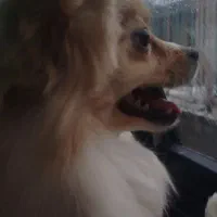 سگ پامر روباهی