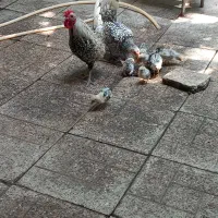 جوجه سیبرایت اصیل