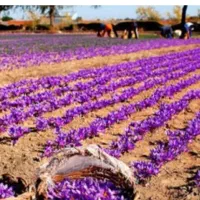 24هکتار زمین مزروعی پیچ ساغروان