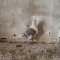 دوکت خطی ماده