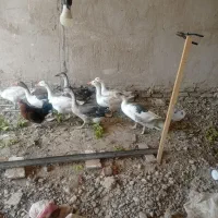 غازوقوغاز