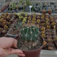 گیاهان گلخانه ای و کاکتوس زیر قیمت