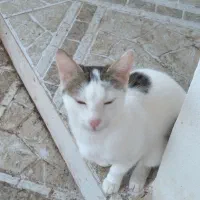 واگذاری بچه گربه