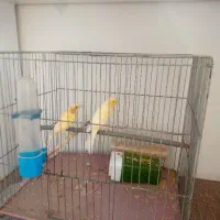 یک جفت قناری