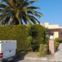 باغبانی و هرس لاوسون و درختان