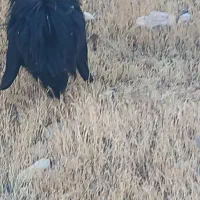 3تا شیشک اصلی