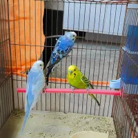 مرغ عشق|پرنده|دوگنبدان, |دیوار