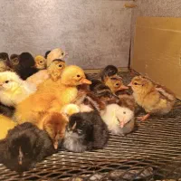 جوجه اردک مک مکی جوجه مرغ محلی