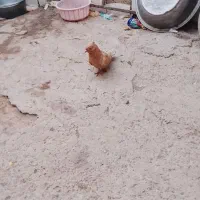 کفتر زرد کاکلی