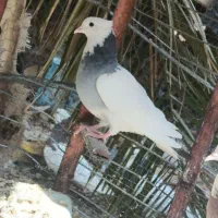 طوقی و پلنگ و زاغ|پرنده|نرماشیر, |دیوار