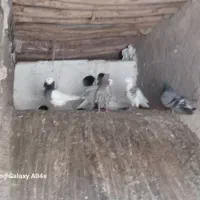 کبوتر طوقی و تهرانی|پرنده|خاوه, |دیوار