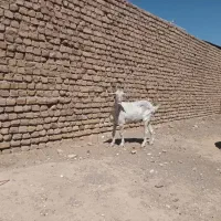 بز.|حیوانات مزرعه|گناباد, |دیوار