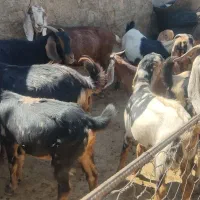بز ماده|حیوانات مزرعه|کرمانشاه, |دیوار