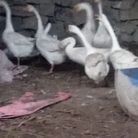 دو عدد قوغاز چینی .نر معاوضه چناران