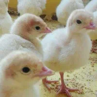 جوجه بوقلمون بیوتی ۶ درجه یک صادراتی فوق سنگین