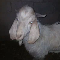 بز نر|حیوانات مزرعه|قائن, |دیوار