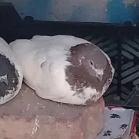 1میلیون مژده میدم  گم شده