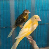 ماده طلایی و جوجه قناری نر ابلغ|پرنده|شیراز, سعدیه جنوبی|دیوار