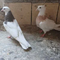کبوتر