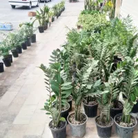 گل بمناسبت روز مادر|گل و گیاه طبیعی|زابل, |دیوار