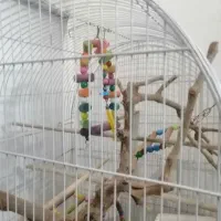 قفس بزرگ به همراه عروس هلندی جفت