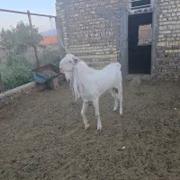 بز گلابی