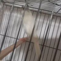 مجسمه قناری