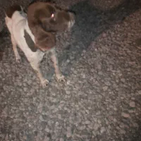 سگ پیدا شده|حیوانات|رشت, لاکان|دیوار