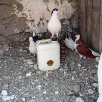 کبوتر شهرستانی