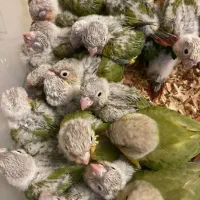 دنیای گیرینچیک.عروسهلندی.شاه طوطی|پرنده|اندیشه, شهرک مریم|دیوار