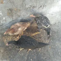 جوجه لاری اصیل|حیوانات مزرعه|مشهد, همت آباد|دیوار