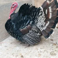 یه جفت بوقلمون نروماده