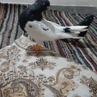 طوطی برزیلی و کله سیاه