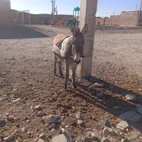 خر رمه ای|حیوانات مزرعه|درمیان, |دیوار